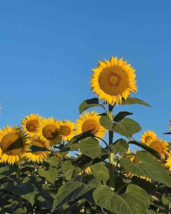 Coup De Coeur, Overger, Aux Portes De Toulouse Belberaud 外观 照片
